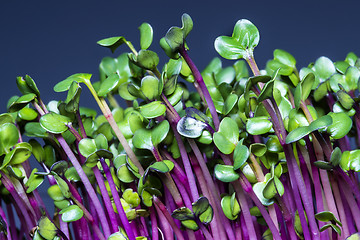 Image showing radish sprouts