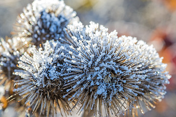 Image showing burdock with ice crystals