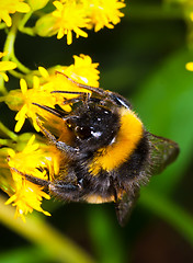 Image showing Bumblebee