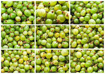 Image showing Gooseberries