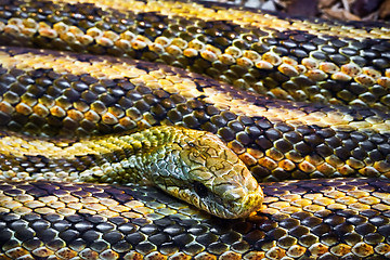 Image showing Snake