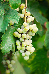 Image showing Grapes