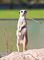 Image showing Meerkat