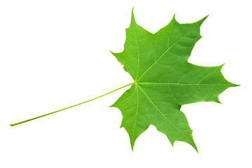 Image showing Green leaf