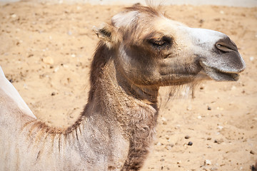 Image showing Camel