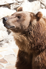 Image showing Bear