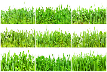 Image showing Green grass