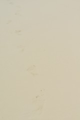 Image showing footsteps on beach