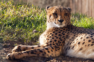 Image showing Cheetah