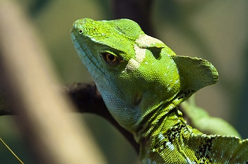 Image showing Plumed basilisk