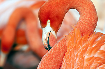 Image showing Flamingo