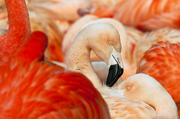 Image showing Flamingo