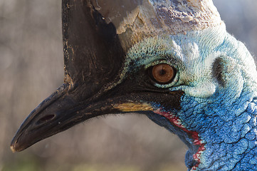 Image showing Southern cassowary