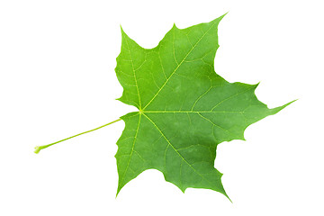 Image showing Green leaf