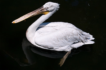 Image showing Pelican