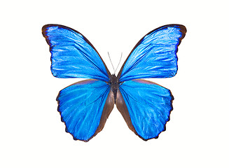 Image showing Butterfly Morpho Didius