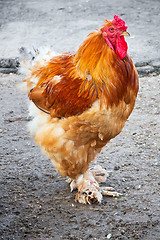 Image showing Rooster