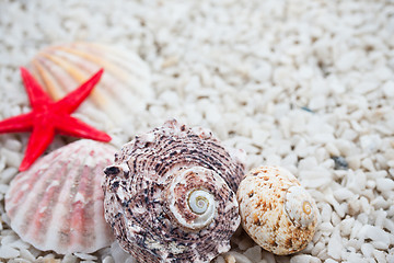 Image showing Seashells