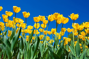 Image showing Tulip flowers