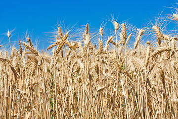 Image showing Wheat field