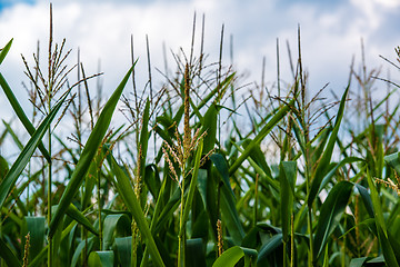 Image showing corn cob on a field in summer