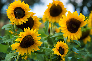 Image showing field of blooming sunflowers