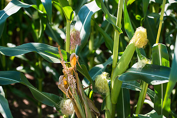 Image showing corn cob on a field in summer