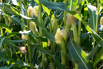 Image showing corn cob on a field in summer
