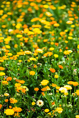 Image showing Wild flowers