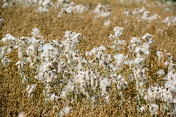 Image showing Flowering cotton grass