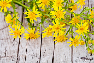 Image showing wild yellow flowers