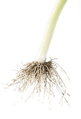 Image showing Leek white isolated