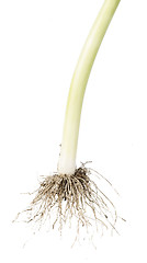 Image showing Leek white isolated