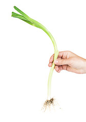 Image showing Leek white isolated