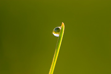 Image showing Dew drop