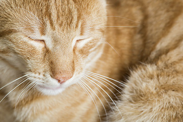 Image showing Sleeping orange cat