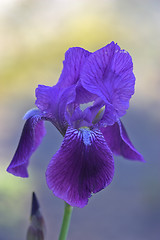 Image showing Closeup of a flower