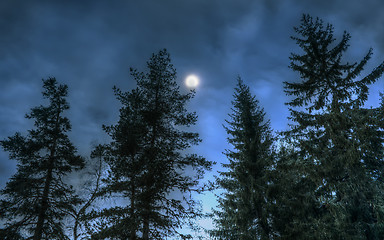 Image showing Pines at night in the woods. Moon night