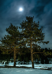 Image showing Pines at night in the woods. Moon night