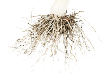 Image showing Leek white isolated