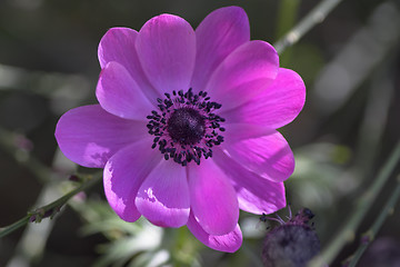 Image showing Closeup of a flower