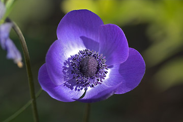 Image showing Closeup of a flower