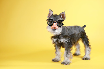 Image showing Little Goofy Minuature Schnauzer Puppy Dog