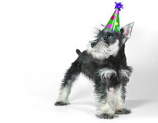 Image showing Birthday Hat Wearing Miniature Schnauzer Puppy Dog on White