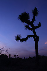 Image showing Beautiful Joshua Tree Silhouette at Dusk