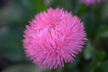 Image showing Closeup of a flower