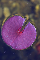 Image showing Closeup of a flower