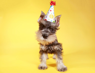 Image showing Little Minuature Schnauzer Puppy Dog