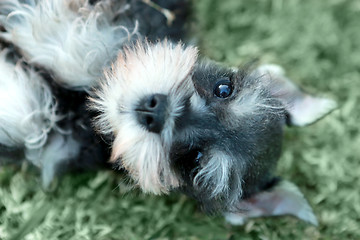 Image showing Little Minuature Schnauzer Puppy Dog