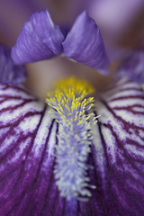 Image showing Closeup of a flower